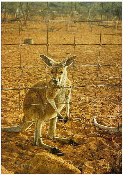 Australien 1998 D1760_s.jpg